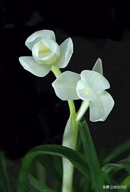 94年，男子10元购入一棵兰花，06年却卖出百万天价，兰友：有眼力