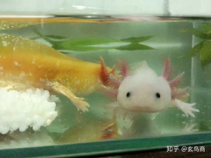 山海经2012白话全译彩图版pdf,山海经海外西经是指哪里