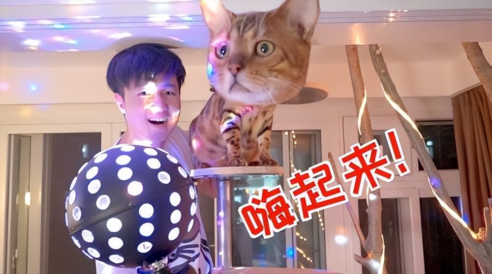 喜欢养猫，先戒掉“五习惯”，否则啥猫也养不好，看看你占了几个