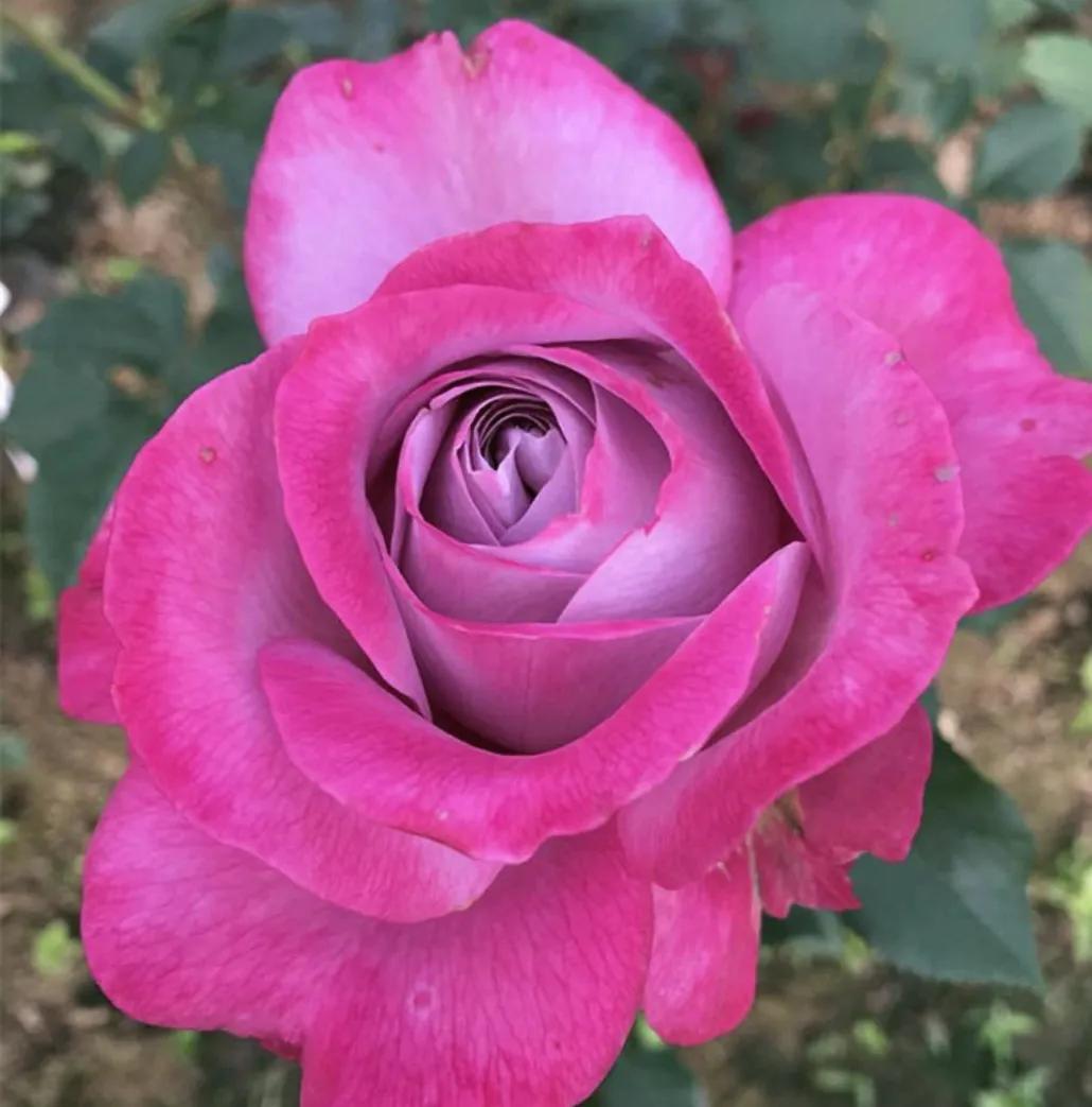 失眠吃中药能睡药一停又会失眠吗,失眠吃中药副作用大吗