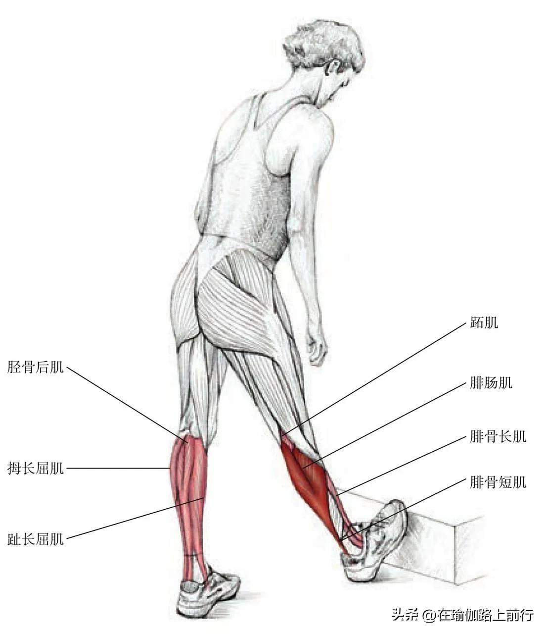 拉伸小腿肌肉神器,拉伸小腿肌肉