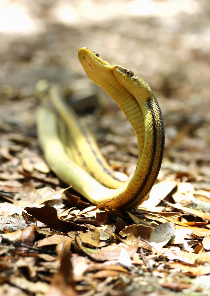 80个难得一见的图片,100个难得一见照片