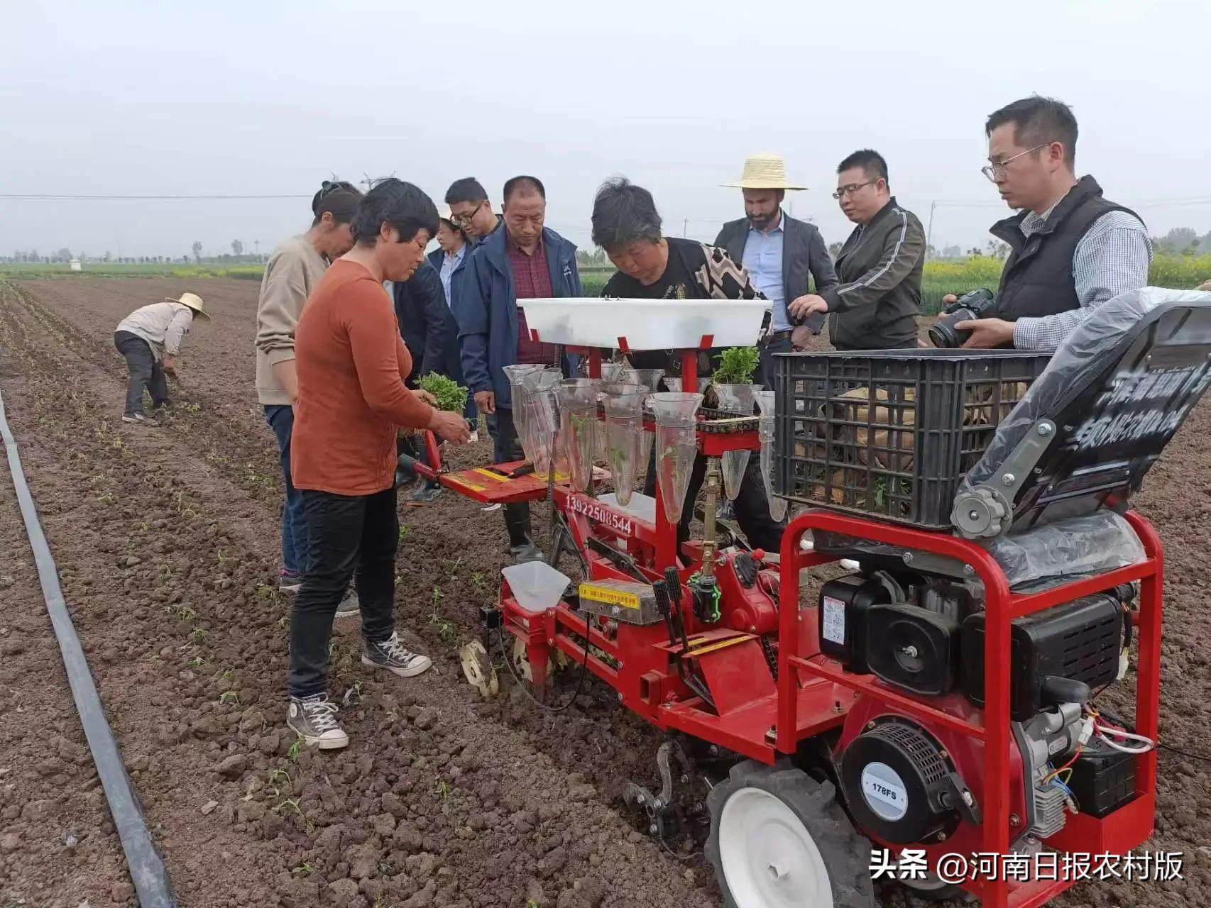 邓州市甜叶菊种植基地,促进产业发展农民增收