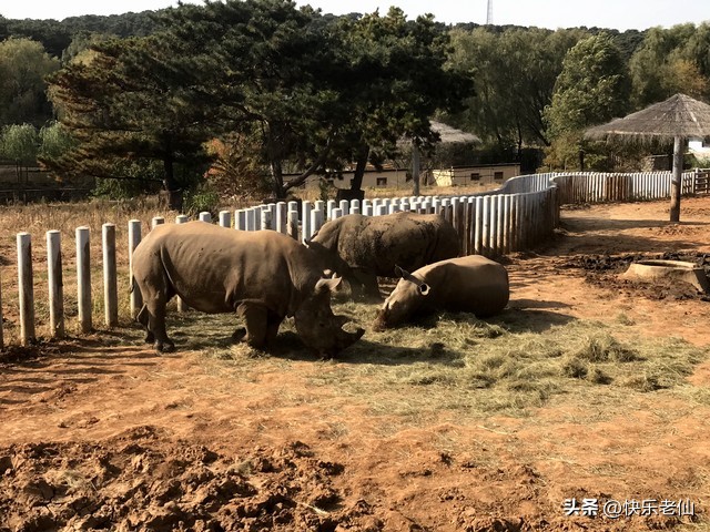 沈阳森林动物园缆车,自驾沈阳森林动物园