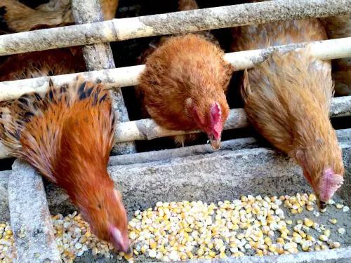 玉米喂鸡和稻谷喂鸡有什么差别吗,玉米喂鸡煮熟的好还是生的喂鸡好