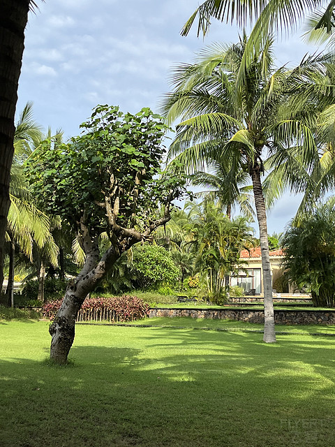 三亚海棠湾jw万豪酒店开放式套房,三亚海棠湾jw万豪酒店图片