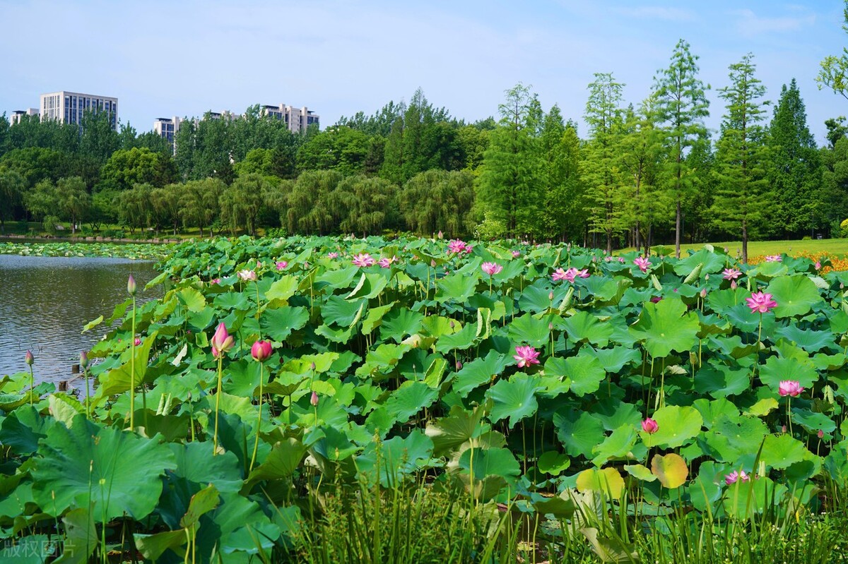 一生福气满满的星座女大富大贵,越单身运气越好的四大星座女