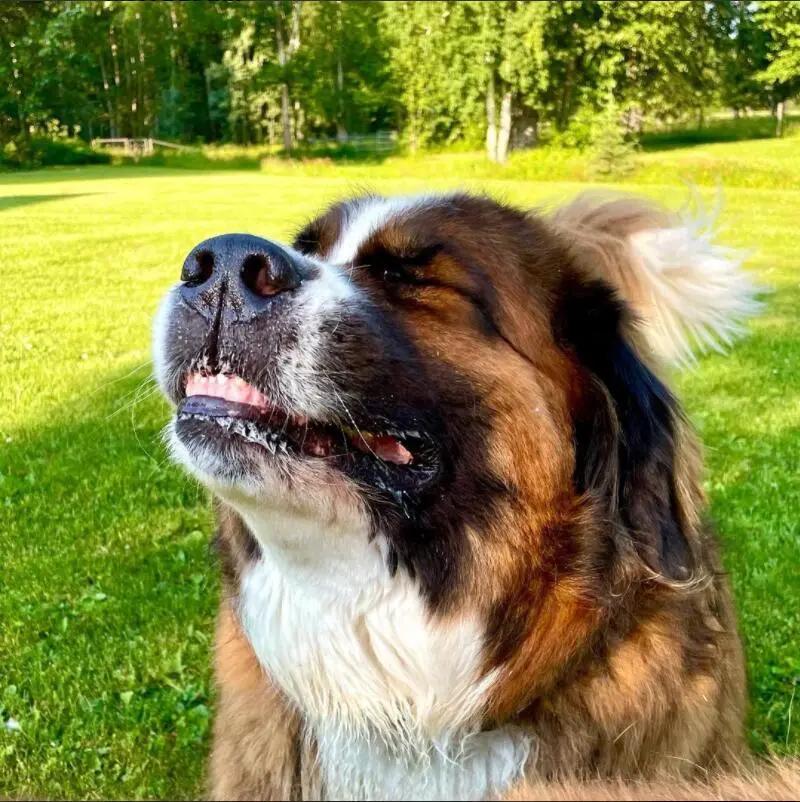 养宠知识狗狗经常流泪是什么信号,狗狗为什么有点打喷嚏呢