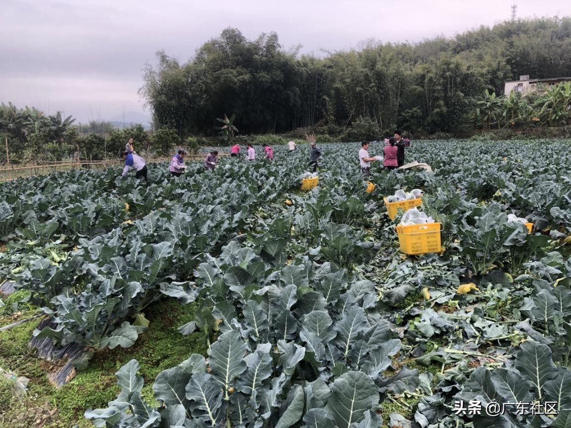 河南一周已售出4677吨滞销蔬菜,大量销售新鲜蔬菜