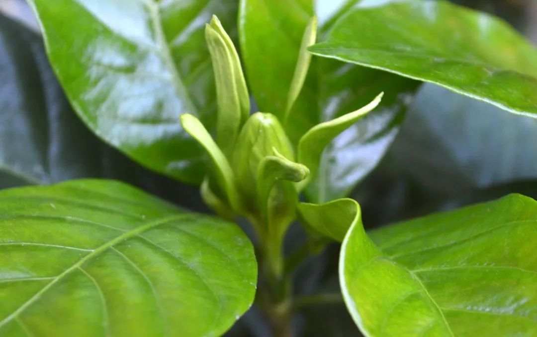 养花的土偏碱怎么改善,给花浇水怎么调酸碱性