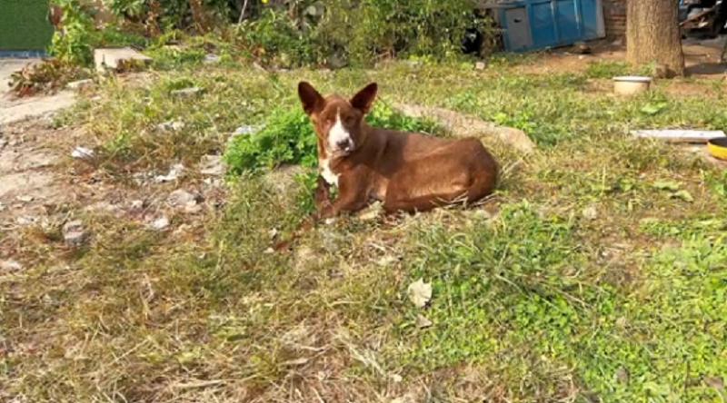 上颚烂空，把树叶当食物，它还在等着，可它的主人却早已将它抛弃