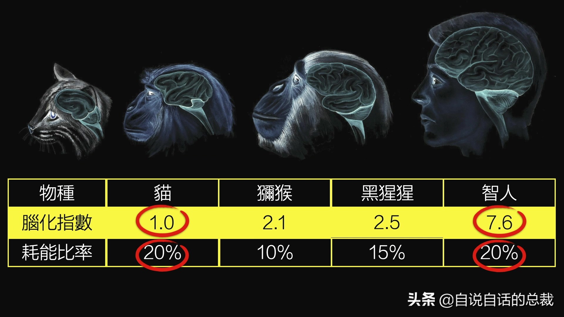 液体猫是真的吗,为什么都说猫咪是液体猫