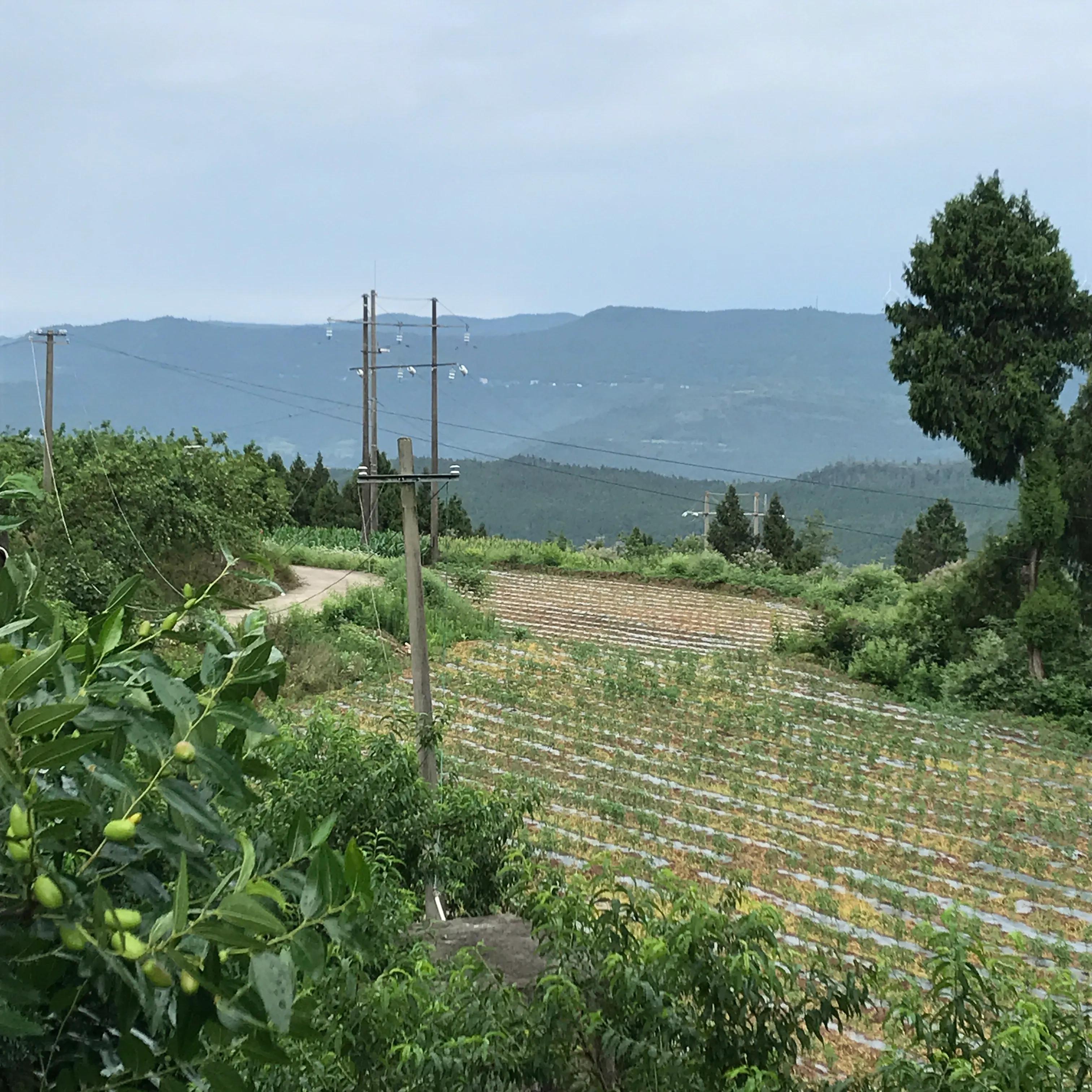 世外桃源山顶的隐居生活,山顶世外桃源