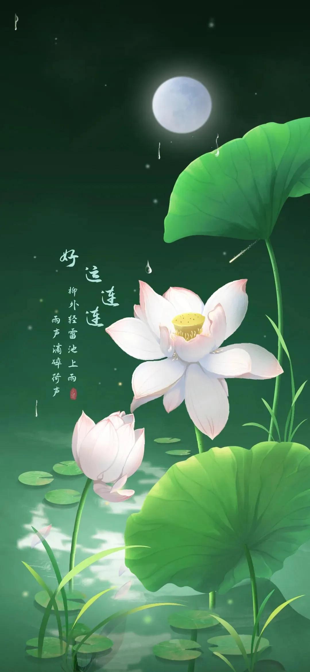 漂亮美丽的荷花壁纸,雨中荷花壁纸荣盛城