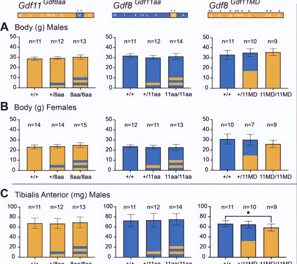 探究GDF11和GDF8氨基酸替代对骨骼发育相关信号通路的实用性研究