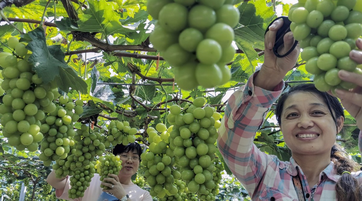 日本阳光葡萄,日本葡萄卖5000