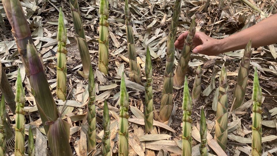 春天看图挖野菜，送你40种野菜大图鉴，让你轻松辨别各种野菜