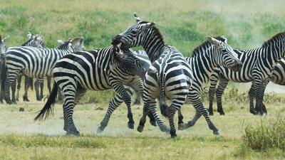 原来它们也有“性丑闻”,这片看完让我大开眼界