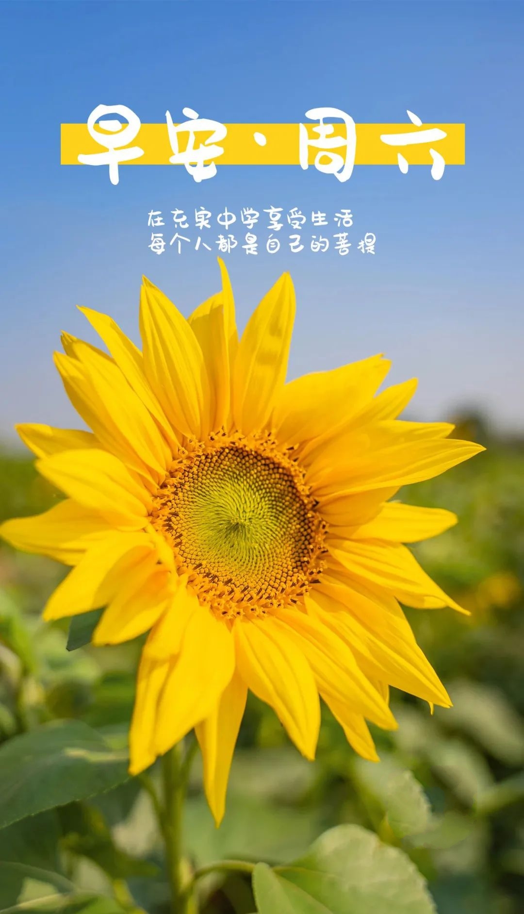 早安经典语录图文,新的一周早安正能量句子图文