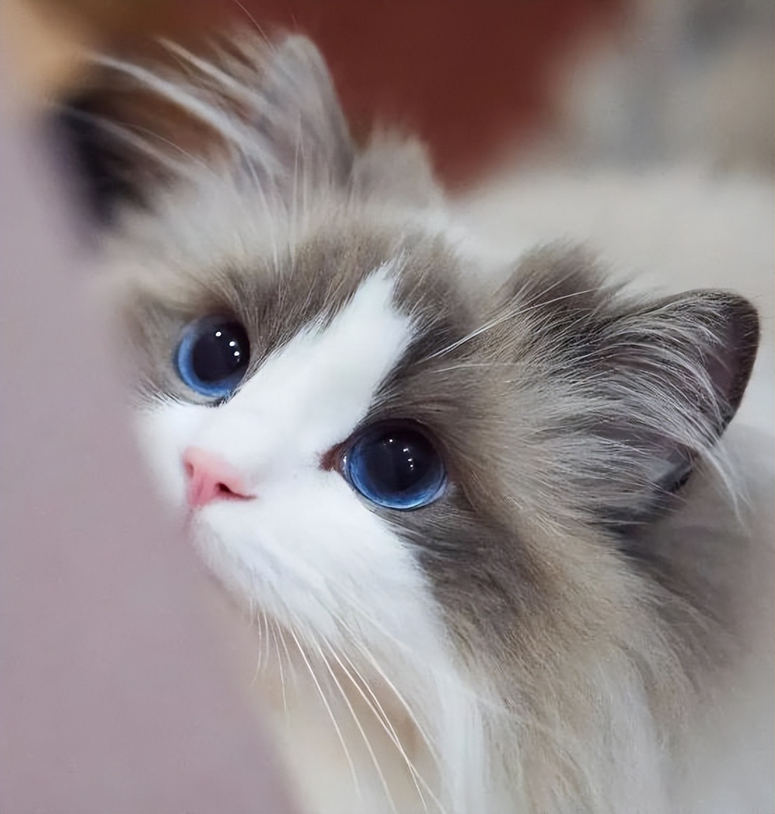 洋猫土猫差距有多大网友太真实了,土猫和宠物猫品相的区别