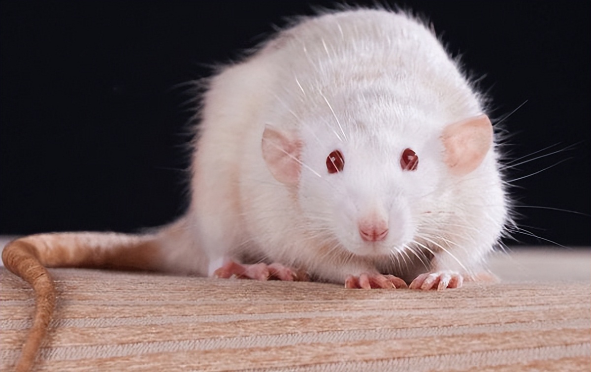 实验用的大鼠和小鼠有什么区别?