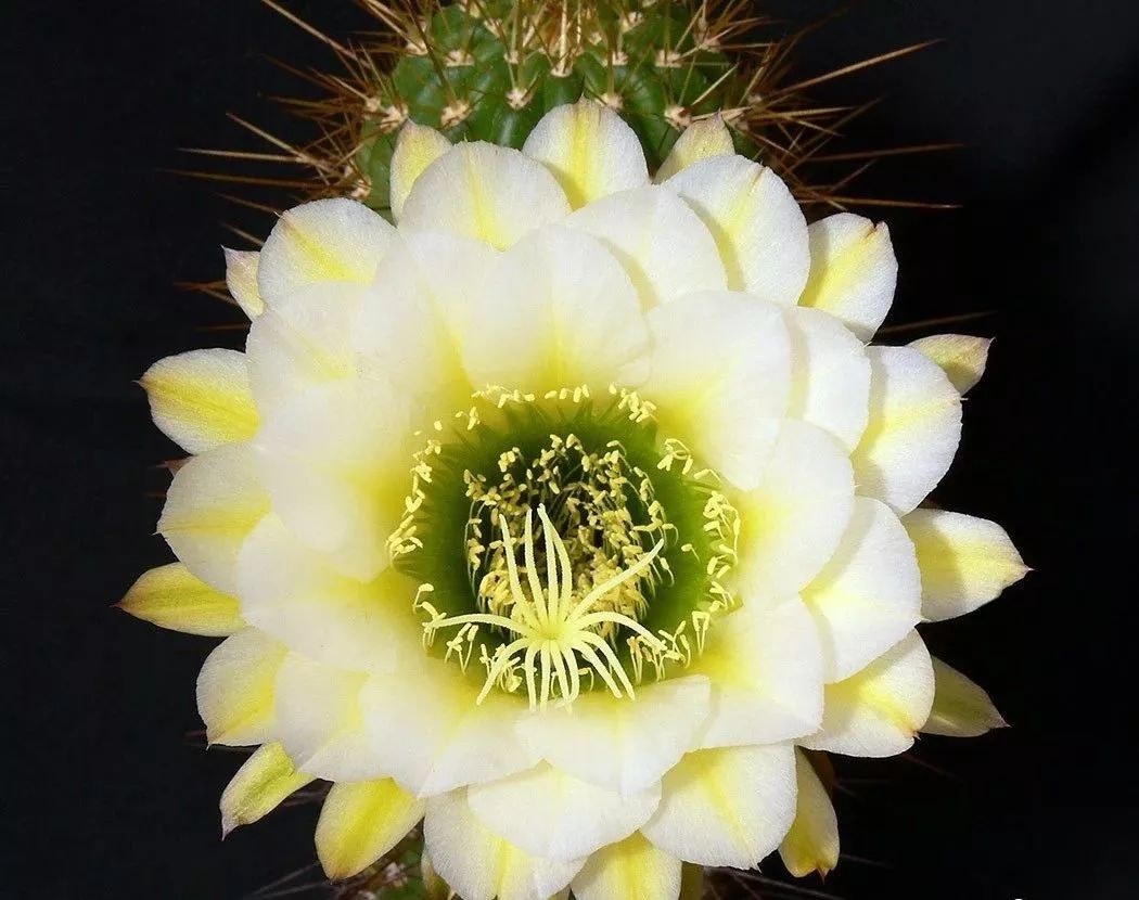 200种·仙人球开花图鉴，大开眼界，美到爆