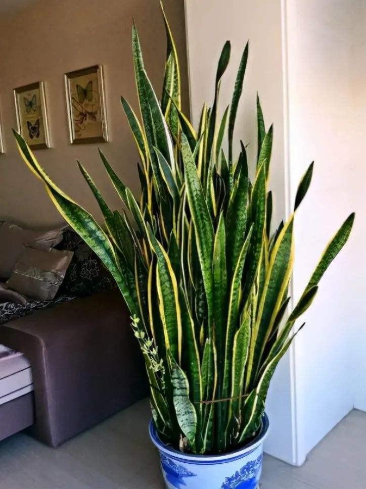 越养越吉利的三种花有哪些,家里养的吉利花有哪些