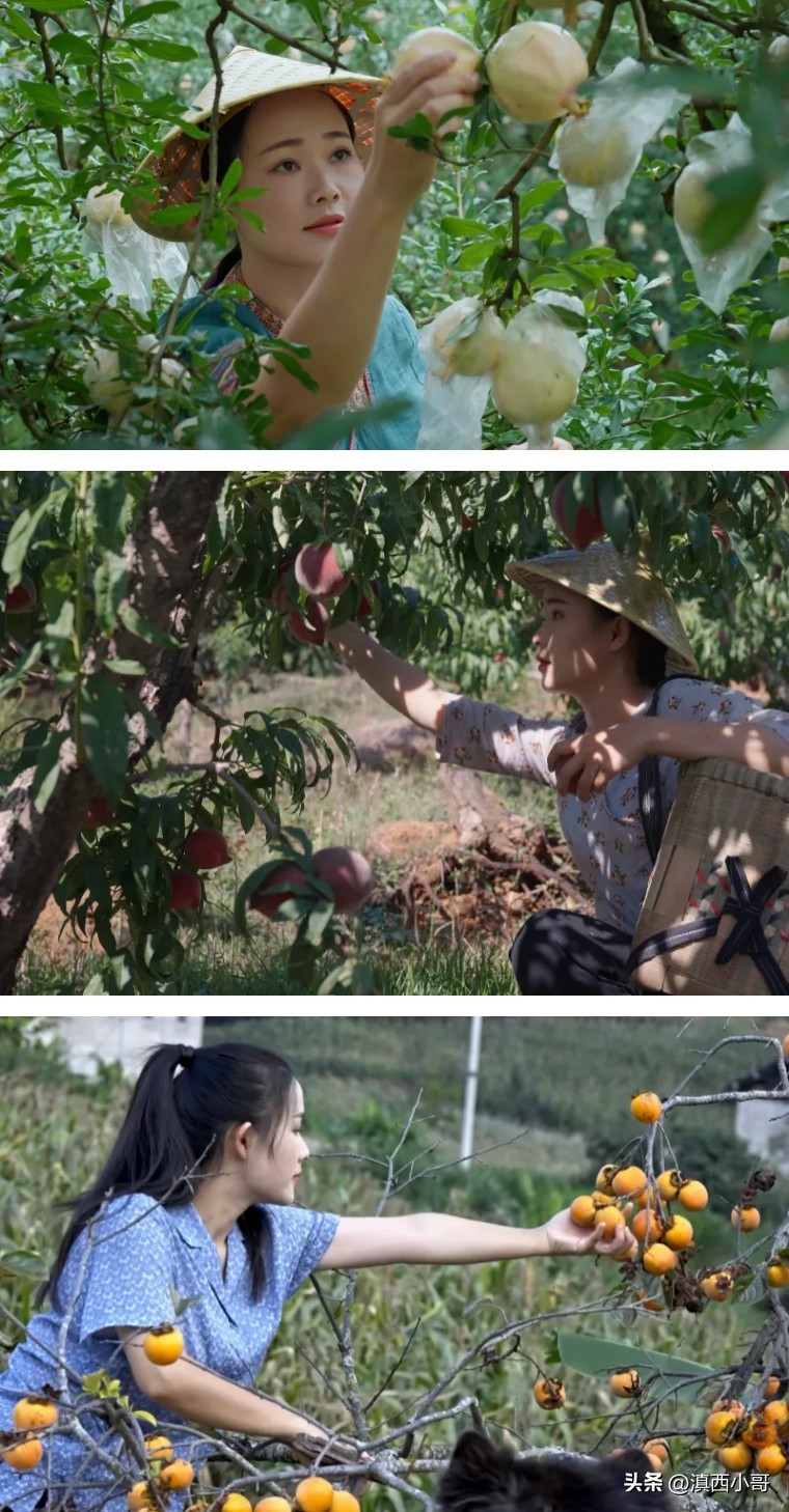 美丽的红宝石石榴,一席一果