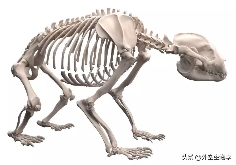 野生小熊猫的生活视频,大熊猫竹林真实图片