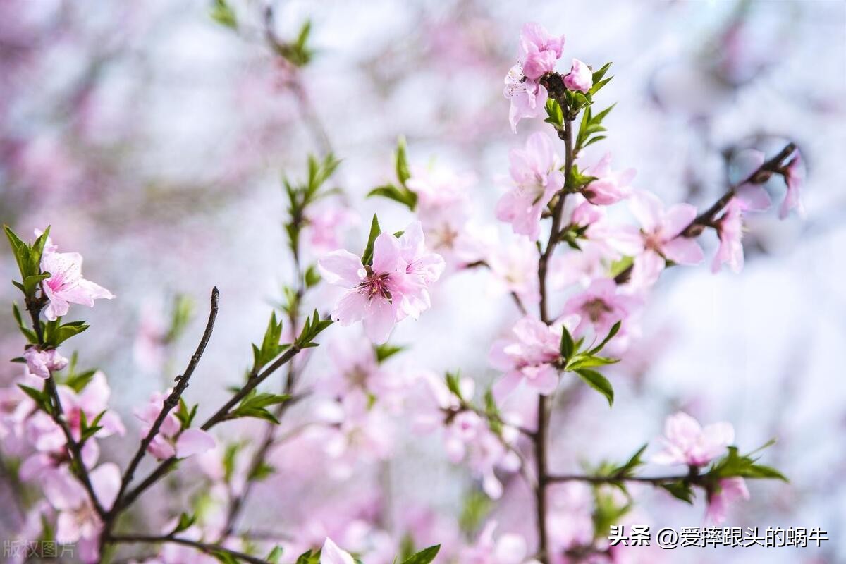 十二花神图谱完整版,工笔画十二花神欣赏