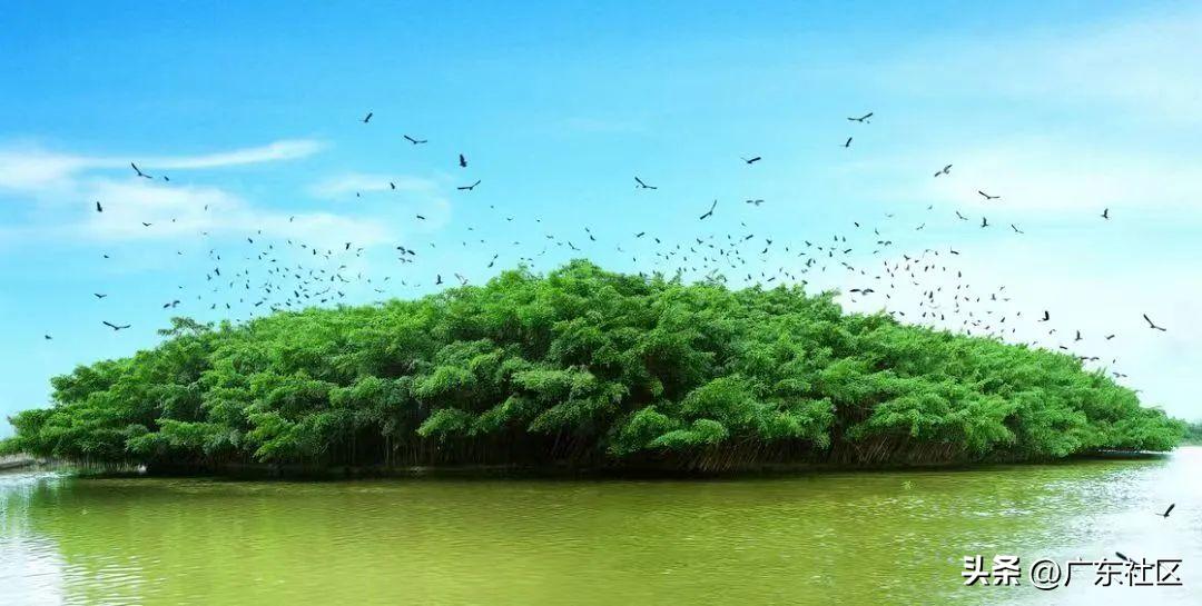 春季国内观鸟热门地,这份观鸟地图请收好