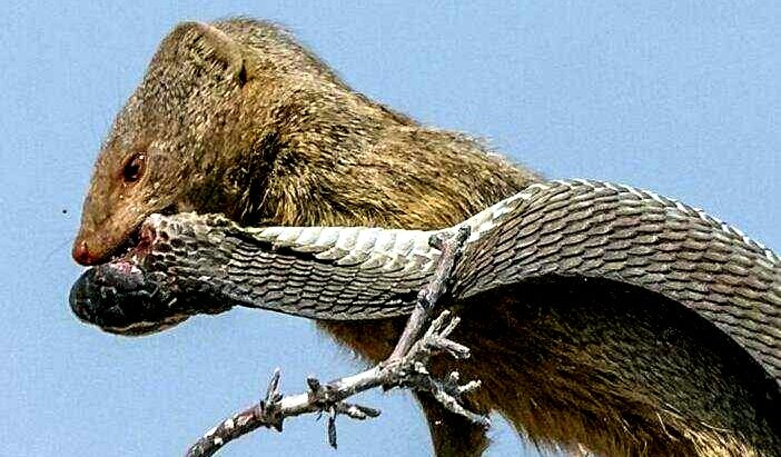 蛇獴大战眼镜王蛇两强相遇,蛇獴大战眼镜王蛇哪个厉害