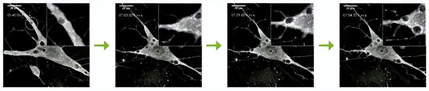 nanolive显微镜,nanolive3d活细胞成像
