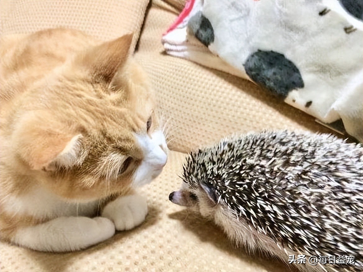 傻猫摸小刺猬被吓到了,傻猫欺负小鸡