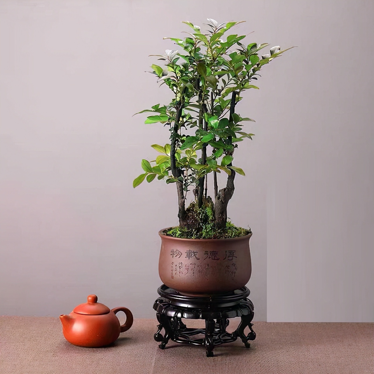 大型小叶紫檀盆栽摆客厅好吗,小叶紫檀盆景放客厅好吗