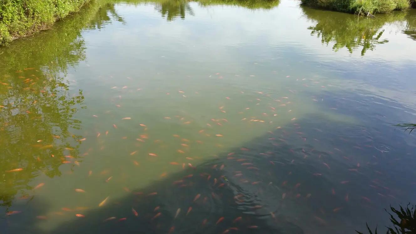 金鱼在国外泛滥成灾,中国金鱼在国外