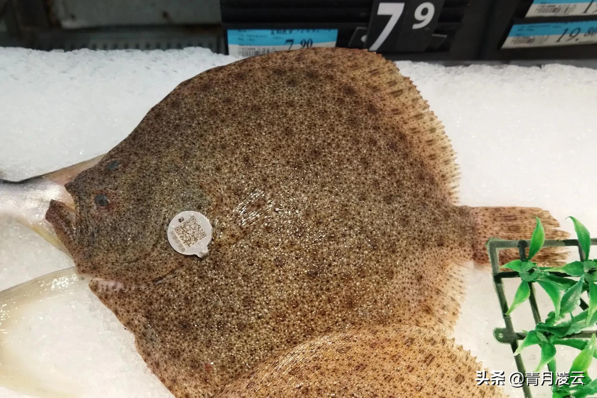 海鲜市场常见海产品图鉴,海鲜市场常见海产品图鉴表图例