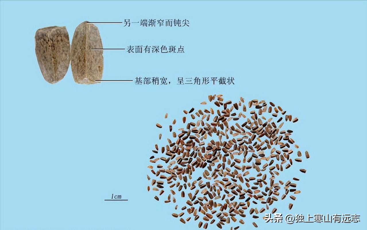 益母草不仅是治痛经闭经的妇科要药，更能利尿消肿、清热解毒