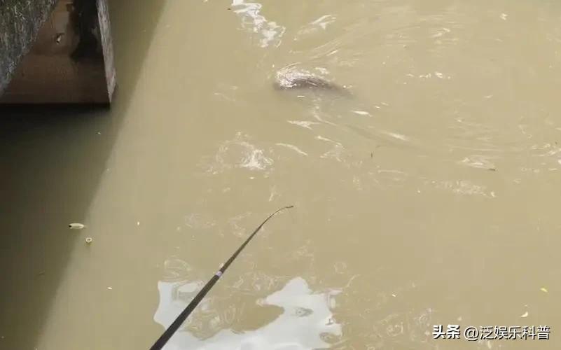 什么淡水鱼最干净吃着放心呢,最干净的淡水食用鱼