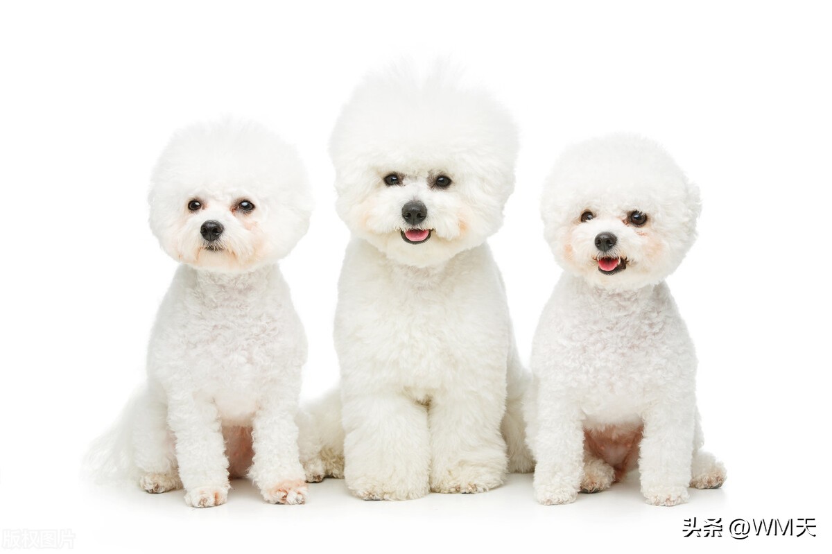 最适合家庭饲养的小型犬推荐,适合简单饲养的小型犬