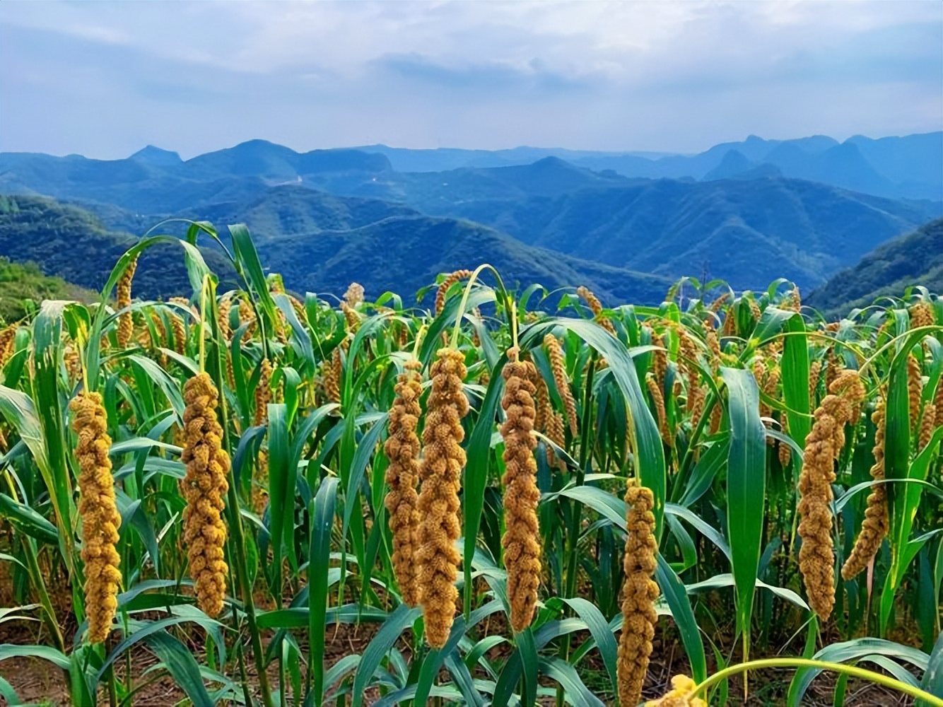 谷穗和狗尾草,谷穗和狗尾草的区别