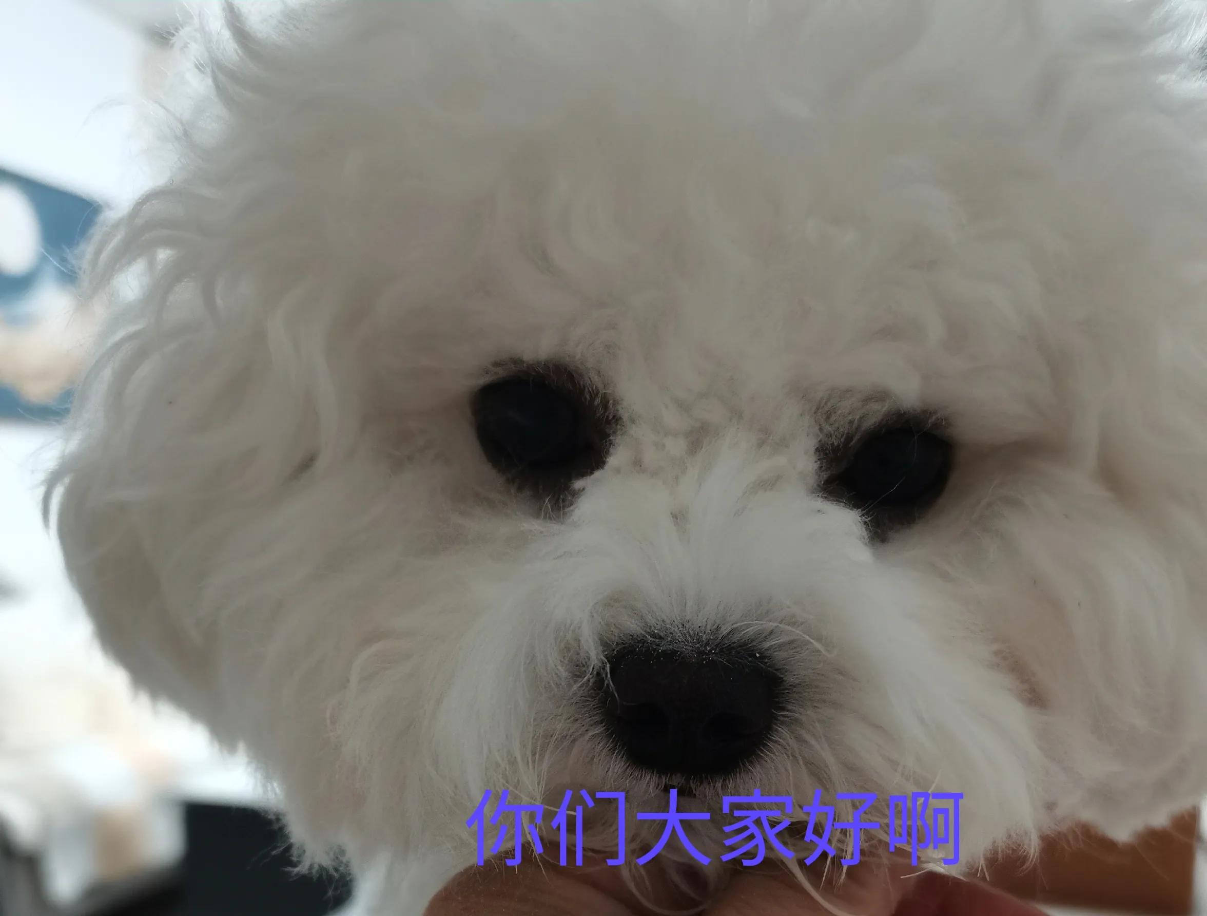 我终于把果冻的泪痕养没了