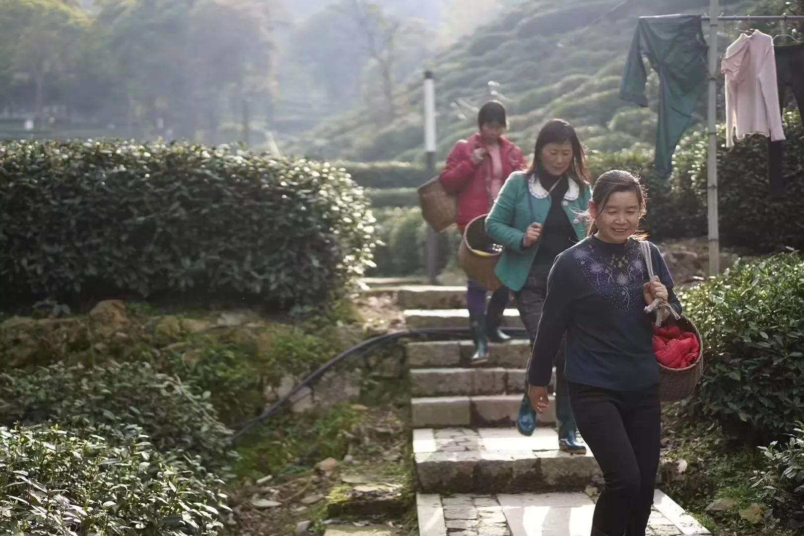 如何才能买到正宗的西湖龙井,网上能买到正宗西湖龙井吗