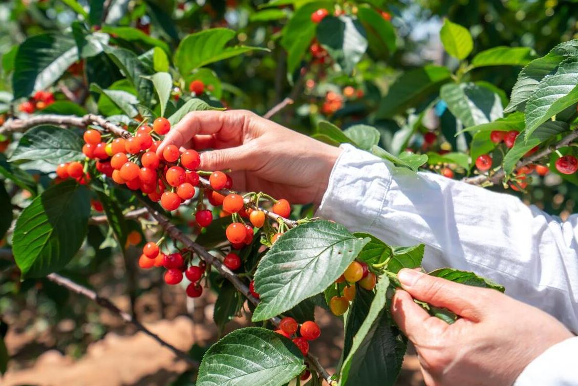 樱桃采摘园樱桃能直接吃吗,大樱桃采摘节吃法