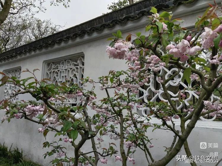 苏州游记之拙政园,苏州拙政园一日游攻略图片