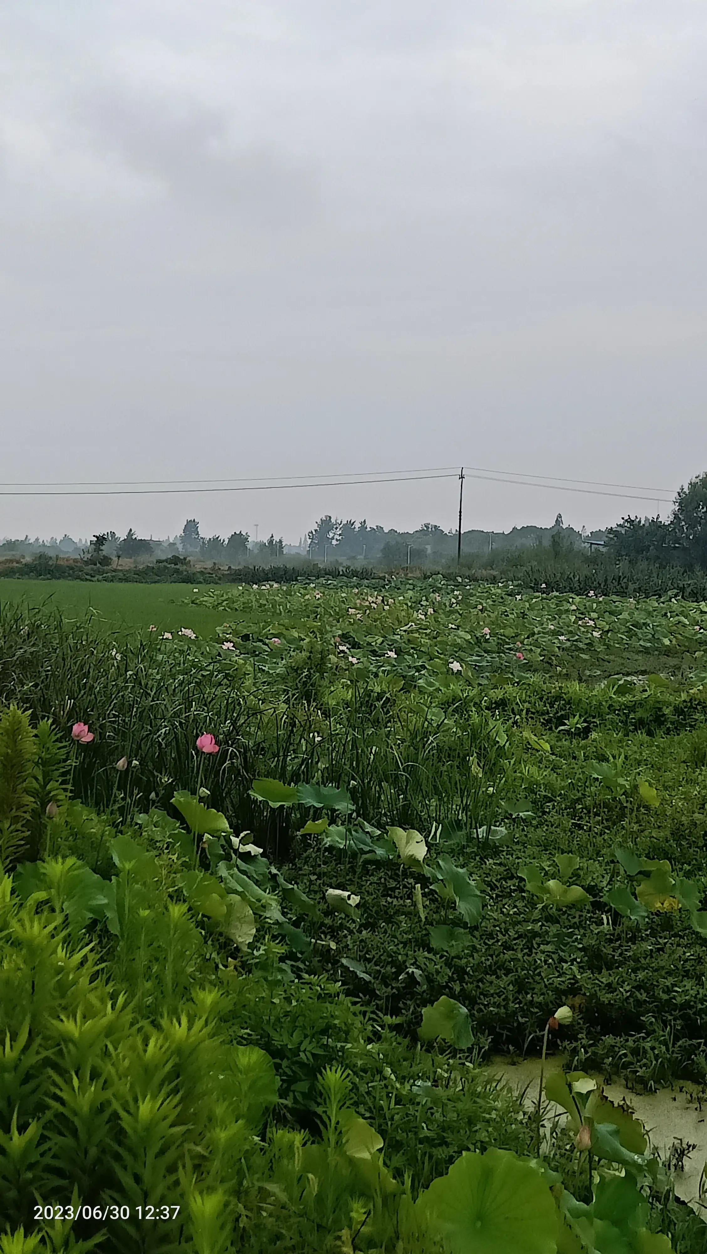 沌口海尔工业园叉车,武汉市蔡甸区东荆河路海尔工业园