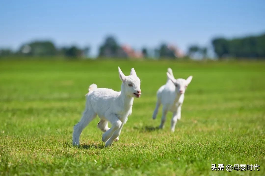 佳贝艾特羊奶粉全球排名,全球羊奶粉销量第一