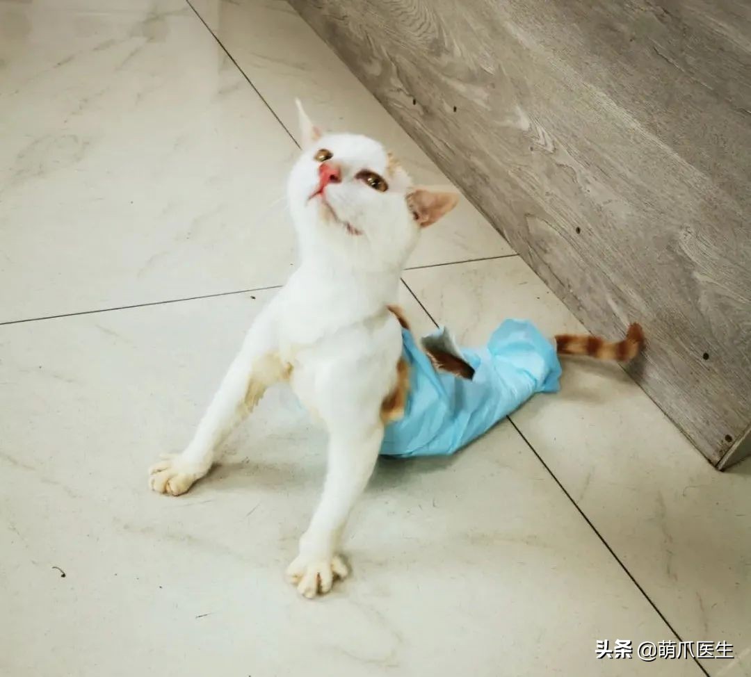 这只叫“长生”的猫咪，真实身份是美人鱼