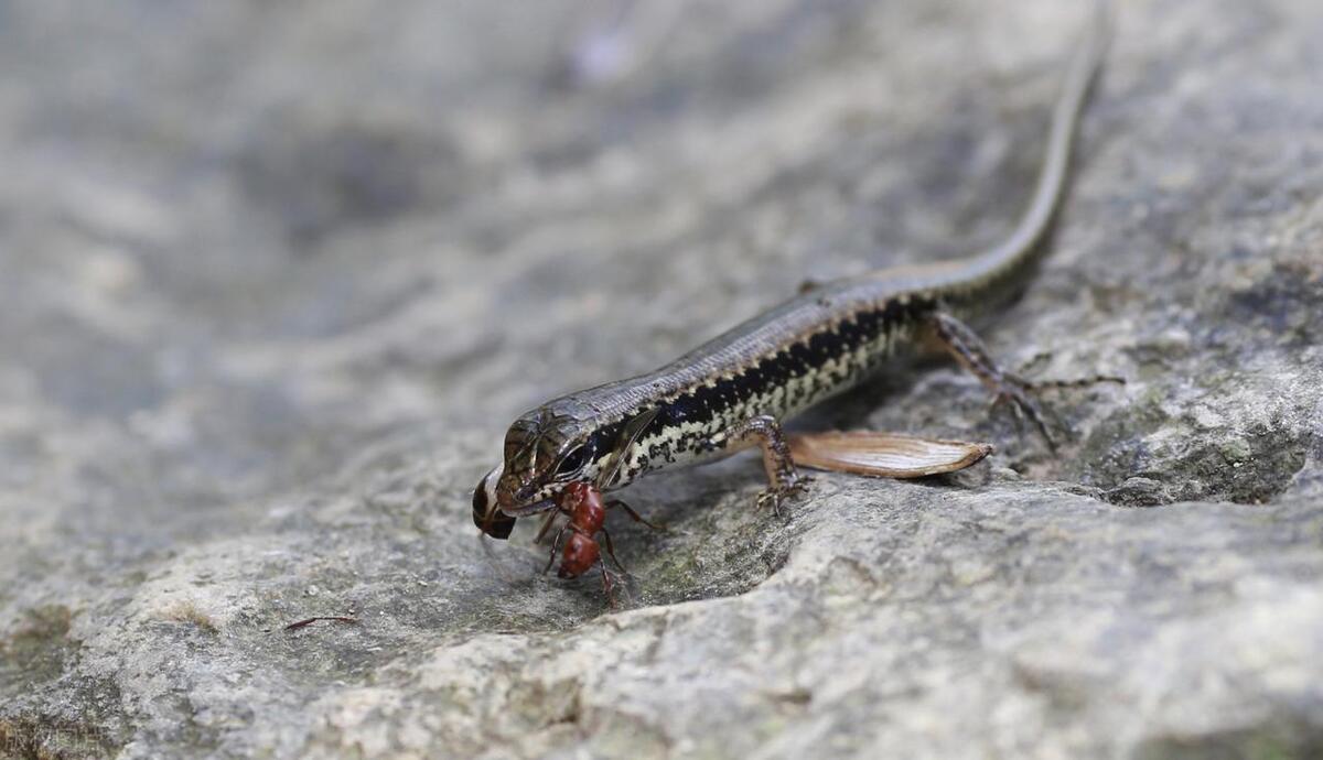 屋内发现四脚蛇怎么办,家里出现四脚蛇是怎么回事