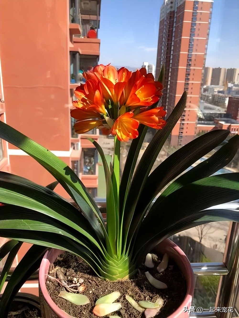 君子兰浇水后快速黄叶,养十多年君子兰不开花是什么原因